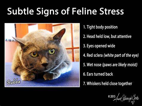 cat stress symptoms